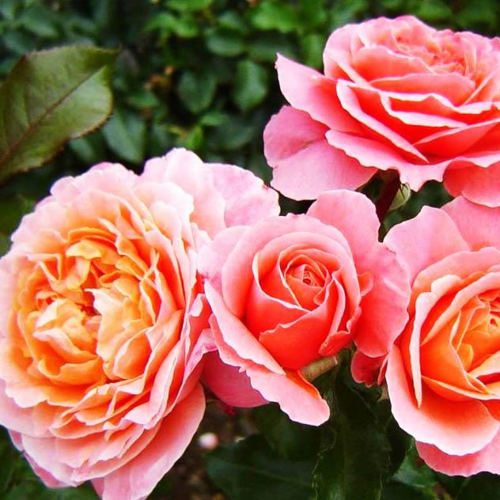 розы абрикосового цвета фото и названия