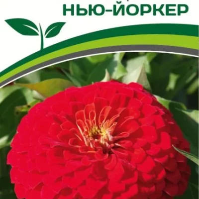 Партнер Цинния F1 НЬЮ-ЙОРКЕР / георгиновидная ^(4шт) 2-ной пак