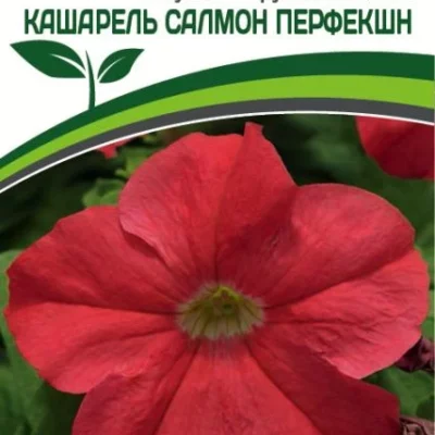 Партнер Петуния F1 КАШАРЕЛЬ САЛМОН ПЕРФЕКШН / крупноцветковая компактная^(10шт в амп)