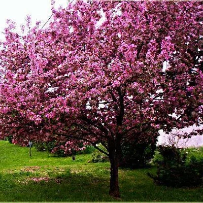 Яблоня декоративная Ола С7 (Malus Ola)