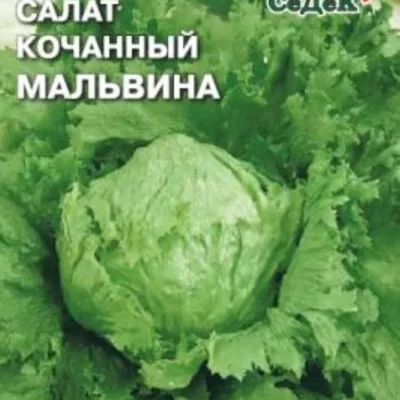 Салат Мальвина (Айсберг) кочанный 0,5г Ср (Седек)