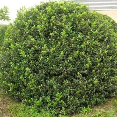 Падуб Мезерва Блю Принс,С7.5 20-30см (Ilex meserveae Blue Prince )