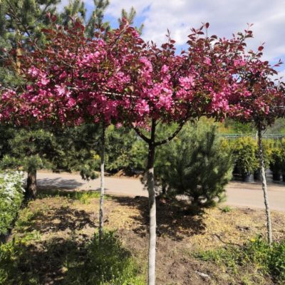 Яблоня декоративная Рудольф С7,Ра (Malus Rudolph)