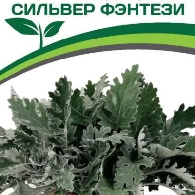 Партнер Цинерария Приморская СИЛЬВЕР ФЭНТЕЗИ^(15шт в амп)