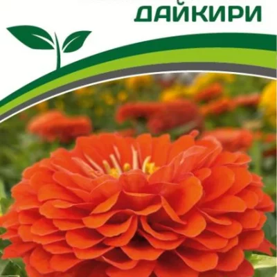 Партнер Цинния F1 ДАЙКИРИ / георгиновидная ^(4шт) 2-ной пак