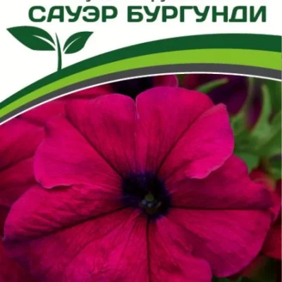 Партнер Петуния F1 САУЭР БУРГУНДИ / крупноцветковая кустовая^(10шт в амп)
