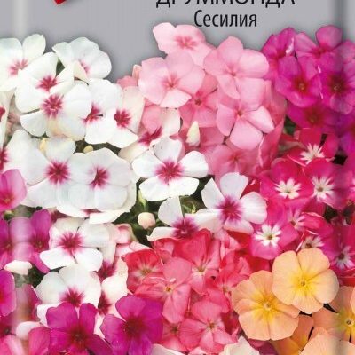 Флокс Сесилия,друммонда 0,3г. Поиск