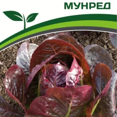 Салат кочанный Мунред