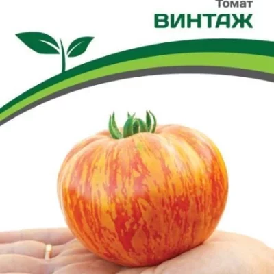 Томат Винтаж