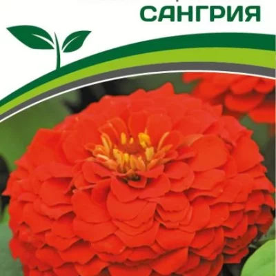 Партнер Цинния F1 САНГРИЯ / георгиновидная ^(4шт) 2-ной пак