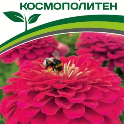 Партнер Цинния F1 КОСМОПОЛИТЕН / георгиновидная ^(4шт) 2-ной пак