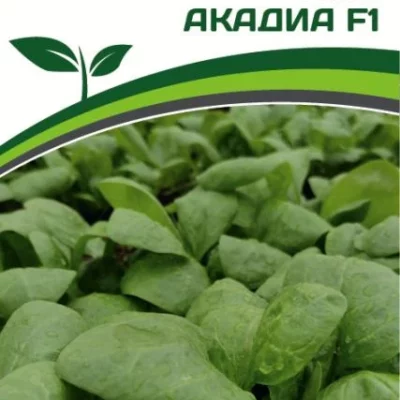 Шпинат Акадиа F1