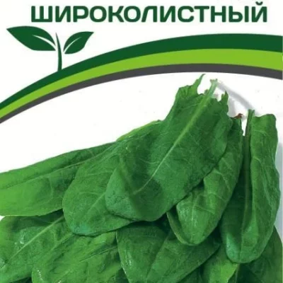 Щавель Широколистный