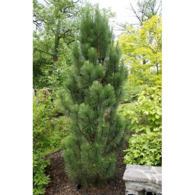 Сосна черная Пирамидалис ,С5 20-30 (Pinus nigra Pyramidalis)