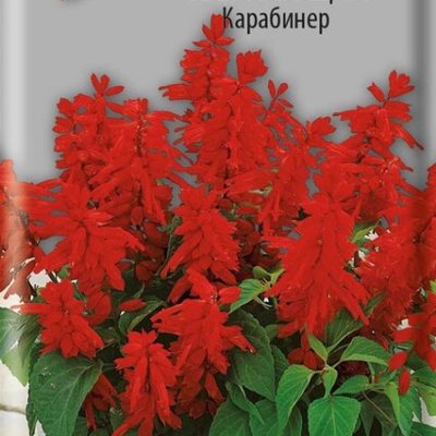 Сальвия Карабинер сверкающая 0,1г Одн 30см (Сем Алт)
