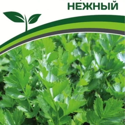 Сельдерей листовой Нежный