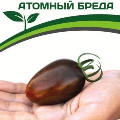Томат Атомный Бреда