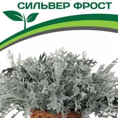 Партнер Цинерария Приморская СИЛЬВЕР ФРОСТ^(15шт в амп)
