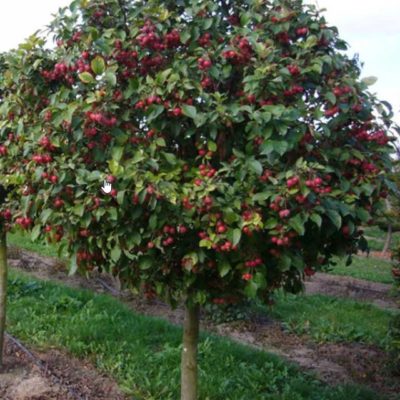 Яблоня Малус Роял Бьюти С7 ,Ра(Malus Royal Beauty)