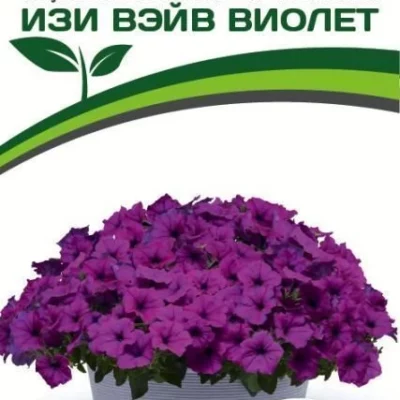 Петуния "Изи Вэйв" Виолет F1 каскадно-ампельная