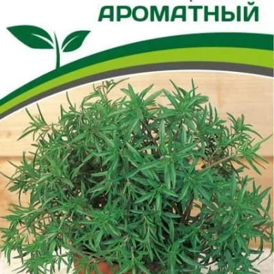 Чабер садовый Ароматный