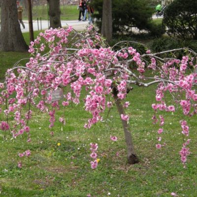 Слива косматая Пендула Рубра С25 штамб ,Ра(Prunus subhirtella Pendula Rubra)