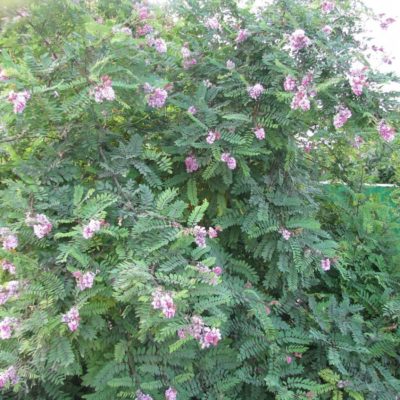 Робиния щетинистоволосая С11 (Robinia hispidia)
