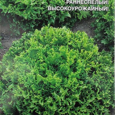 Салат Урожайный листовой 0,25г Ранн (УД)