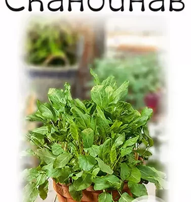 Щавель Скандинав 0,5г Ранн (Аэлита)