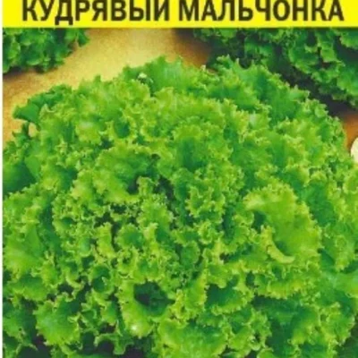 Салат Кудрявый мальчонка полукочанный 0.5г Позд (Сем Алт)