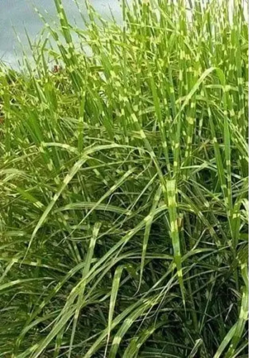 1 1