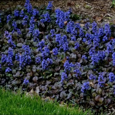 Живучка (Аюга) ползучая Блэк Скаллоп С1 (Ajuga rept. Black Scallop)