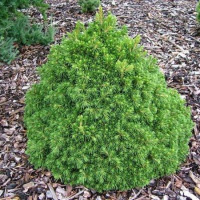 Ель обыкновенная Томпа С4 15-25 ('Picea abies 'Tompa'')