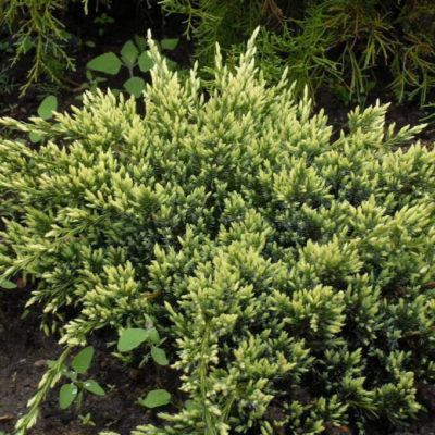 Можжевельник чешуйчатый "Холгер" С12 (Juniperus squamata Holger)