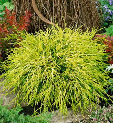 Кипарисовик горохоплодный Санголд С5 (Chamaecyparis pisifera Sungold)