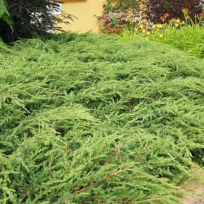 Можжевельник обыкновенный "Репанда" С4 (Juniperus communis Repanda')