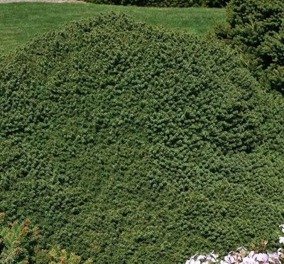 Ель обыкновенная Литтл Джем С5 (Picea abies 'Little Gem')