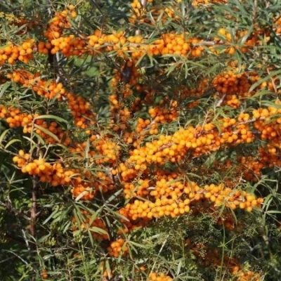 Облепиха крушиновидная Фрисдорфер Оранж, C7.5 (Hippophae rham. Friesdorfer Orange)