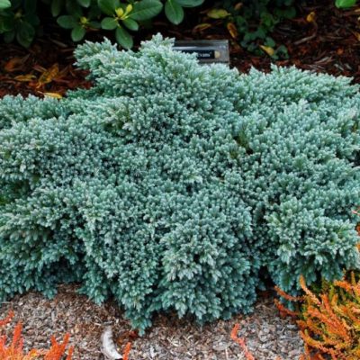 Можжевельник чешуйчатый "Блю Стар" С4 (Juniperus squamata Blue Star)