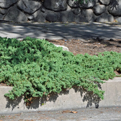 Можжевельник лежачий Нана С5 (Juniperus procumbens 'Nana')