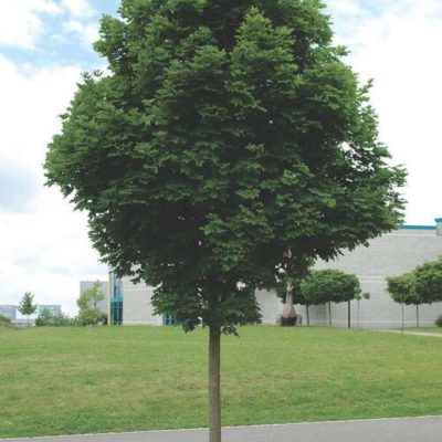Клен остролистный С15 (Acer platanoides)