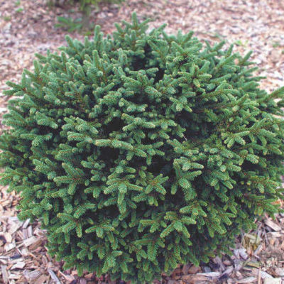 Ель обыкновенная Пумила,С4 10-15 ('Picea abies 'Pumila'')