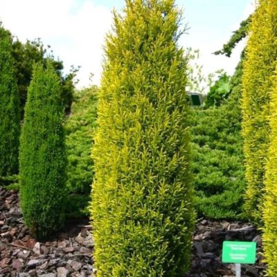 Можжевельник обыкновенный "Голд Кон" С5 30-40 (Juniperus communis Gold Cone)