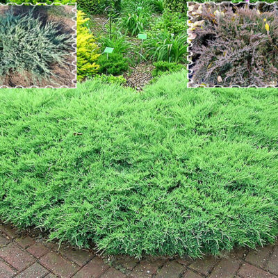 Можжевельник горизонтальный 'Агнешка' С5 (Juniperus horizontalis 'Agnieszka')