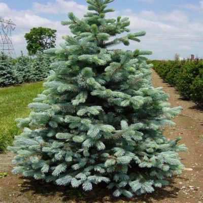 Ель остролистная Кейбаб (Picea pungens 'Kaibab' 150-175)