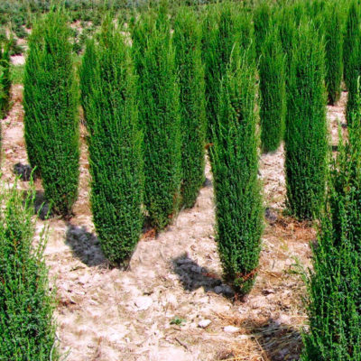 Можжевельник Арнольд обыкновенный С7.5 70-90 (Juniperus communis 'Arnold')