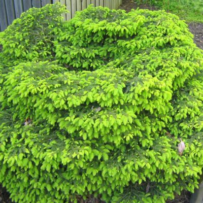Ель обыкновенная Нидиформис С5 ('Picea abies 'Nidiformis')