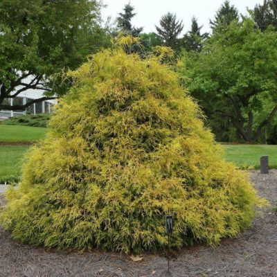 Кипарисовик горохоплодный Голден Моп С5 (Chamaecyparis pisifera Golden Mop)