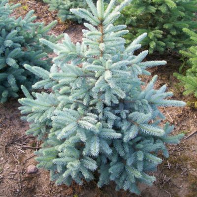 Ель остролистная Кейбаб (Picea pungens 'Kaibab' С5 30-40)