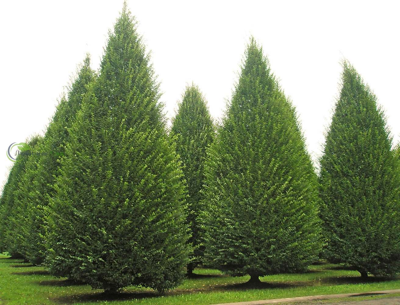 grab-obyknovennyj-fastigiata grab-obyknovennyj-fastigiata